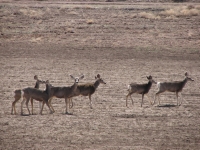 Mule Deer